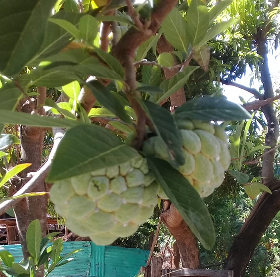 piante Kenia:  Annona cfr. squamosa